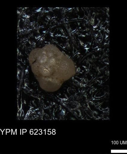 undet. Foraminiferida