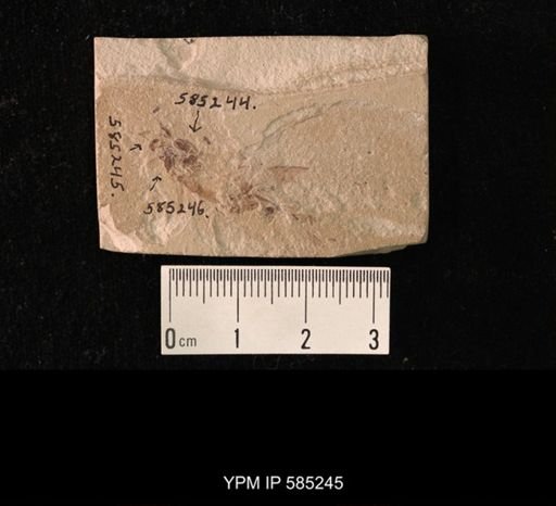 undet. Diptera
