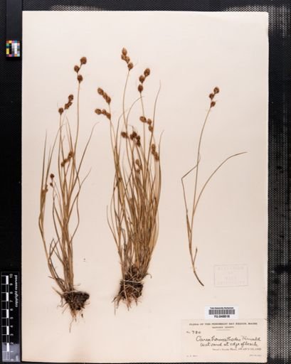 Carex hormathodes