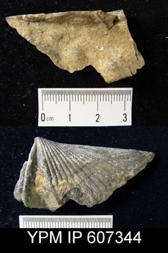 Eosyringothyris?