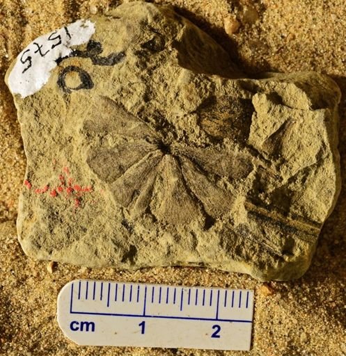 Sphenophyllum sp.