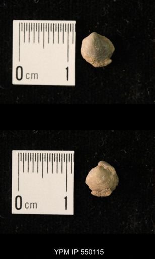 Ambocoelia planoconvexa