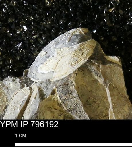 Spisula elliptica