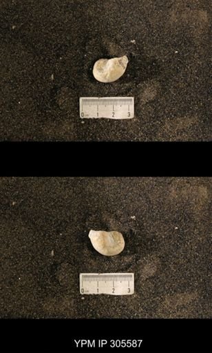 Cyrtolites ornatus