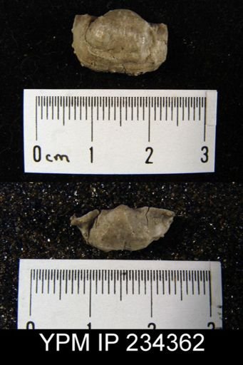 Marginifera wabashensis