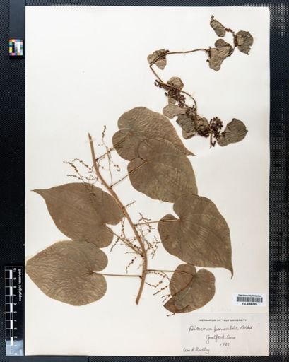 Dioscorea villosa