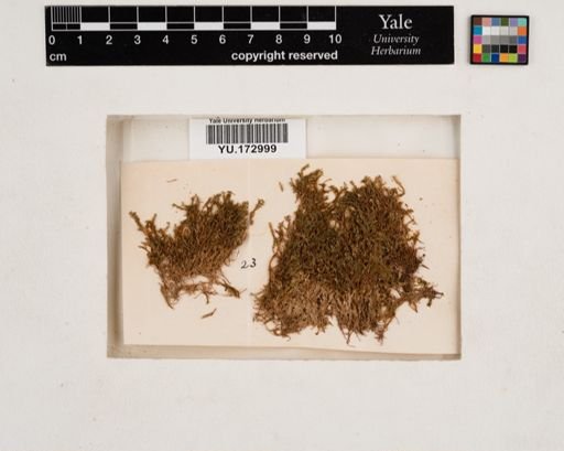 Plantae