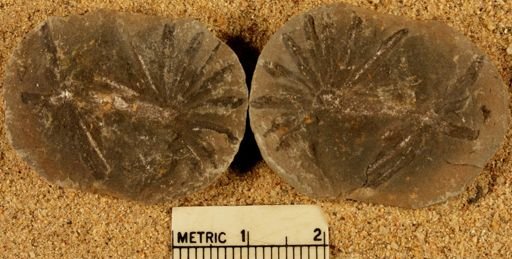 Annularia