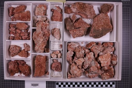 mixed taxa, stratigraphic collection