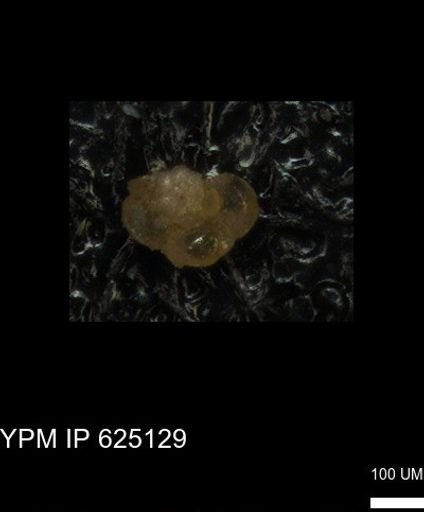 undet. Foraminiferida