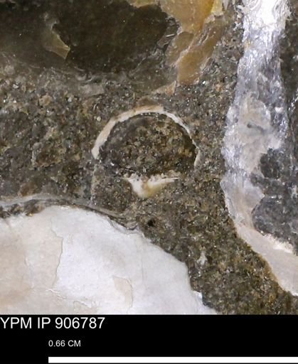 undet. Bivalvia
