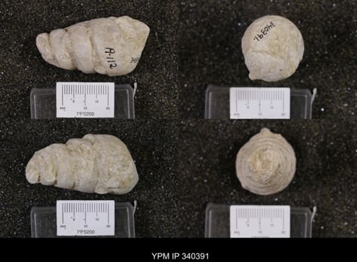Cerithium bosquense