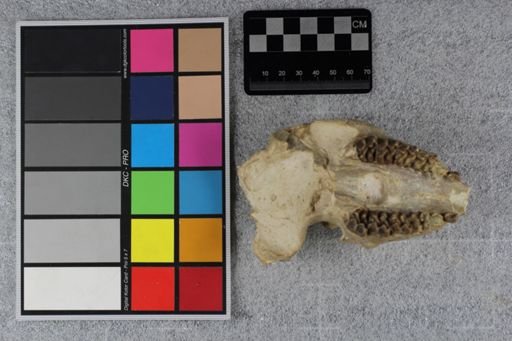 Mesohippus bairdi