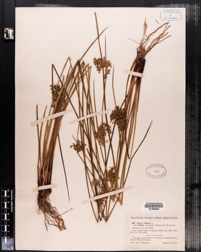 Juncus effusus