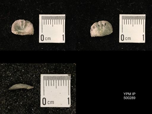Mesolobus mesolobus decipiens