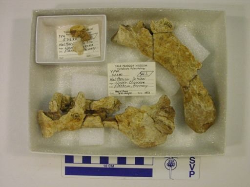 Pediomys sp.