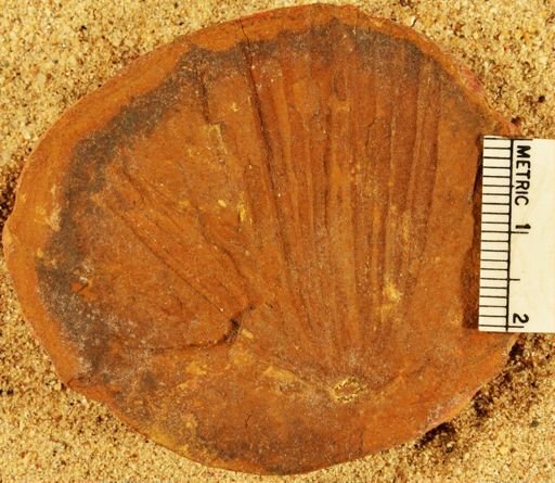 Annularia radiata