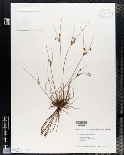 Juncus tenuis