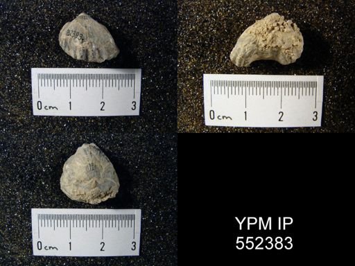 Camarotoechia obtusiplicata