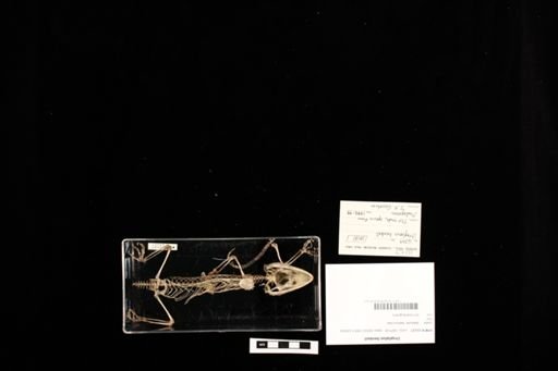 Uroplatus henkeli