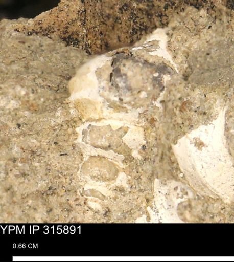undet. Gastropoda