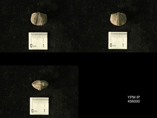 Platystrophia amoena