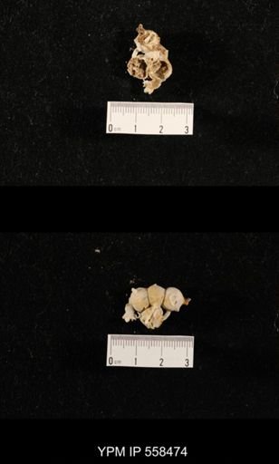 Girtycoelia sp.
