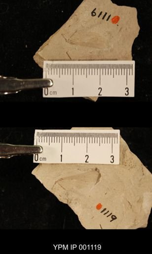 Protereisma permianum