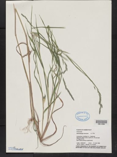 Muhlenbergia mexicana ambigua