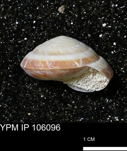 Poecilozonites bermudensis zonatus