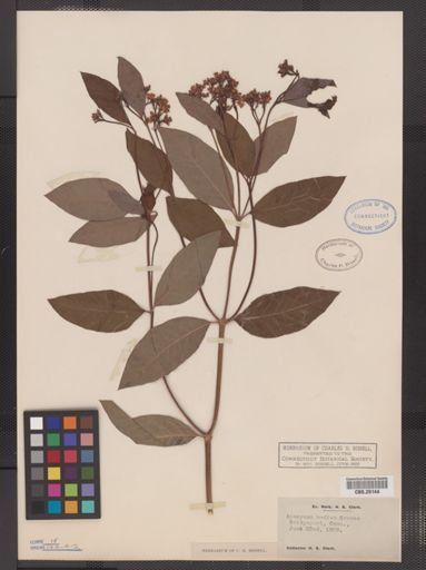 Apocynum medium