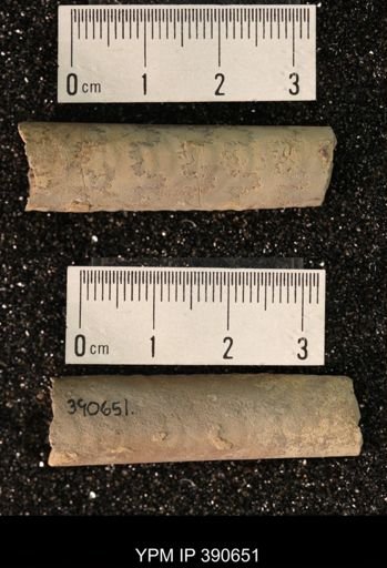 Baculites sp.