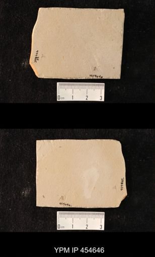 undet. Hexapoda