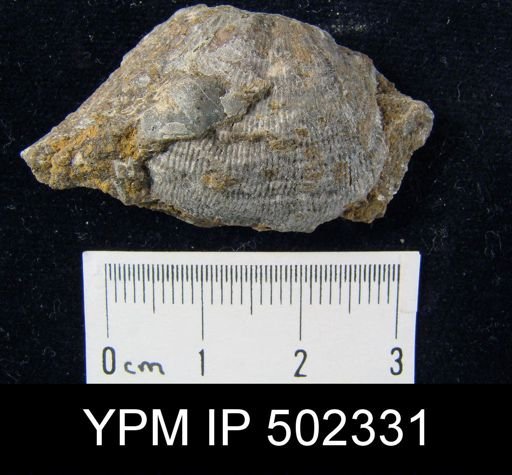 Productus cora