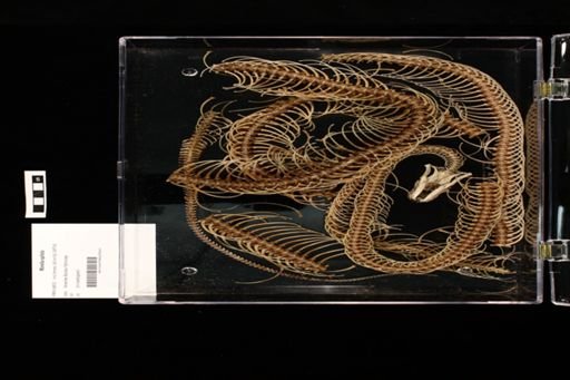 Morelia spilota