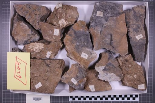 mixed taxa, stratigraphic collection