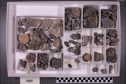 mixed taxa, stratigraphic collection