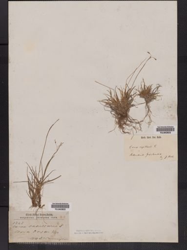 Carex capillaris