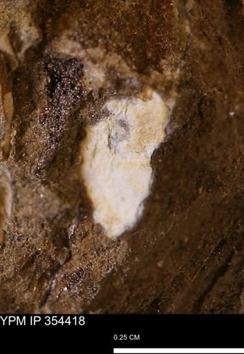 undet. Mollusca