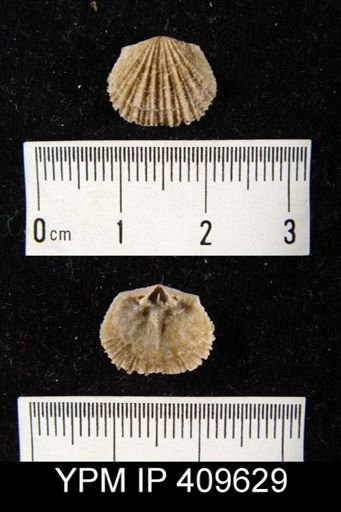 Glyptorthis sp.
