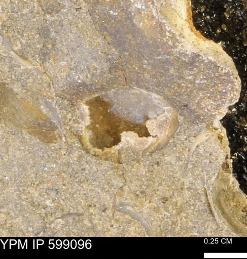 undet. Bryozoa