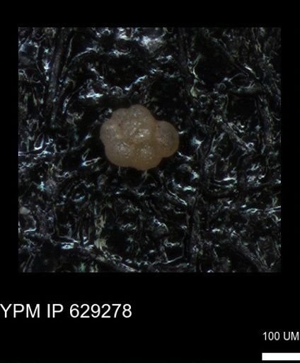 undet. Rugoglobigerinidae