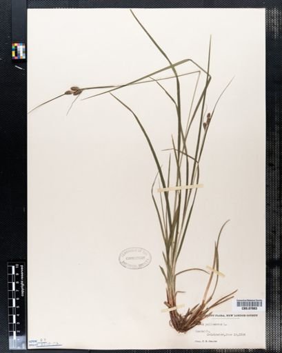 Carex pallescens