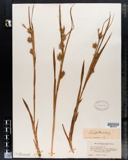 Carex folliculata