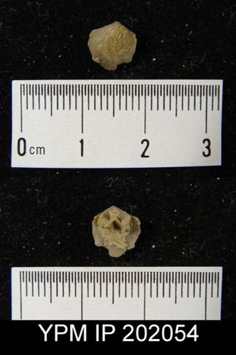 Rensselaerina medioplicata