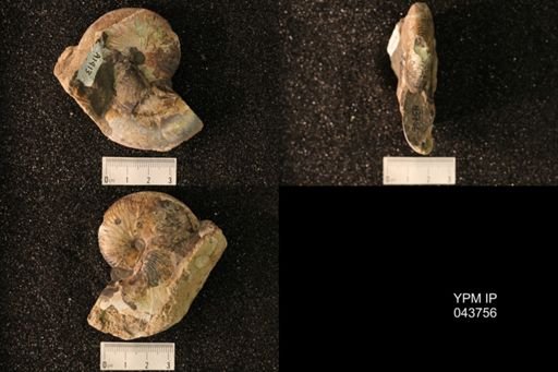 Hoploscaphites nicolletii