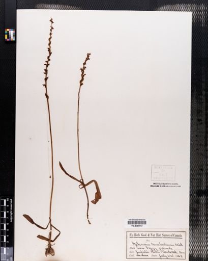 Habenaria