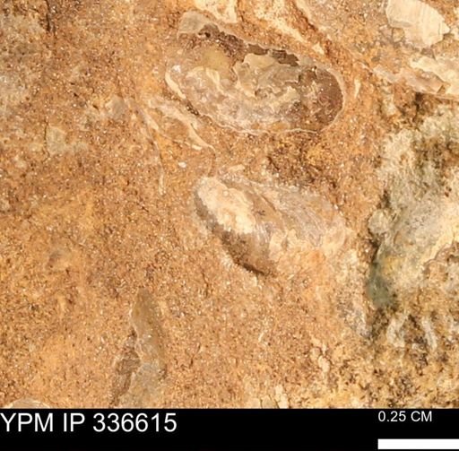 undet. Bivalvia
