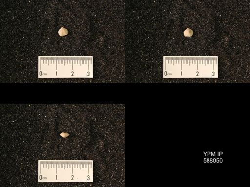 Zygospira modesta