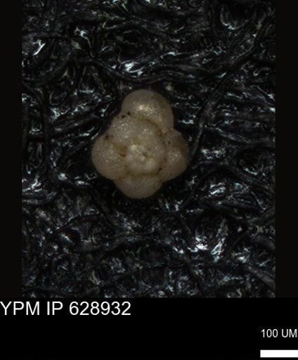 undet. Foraminiferida